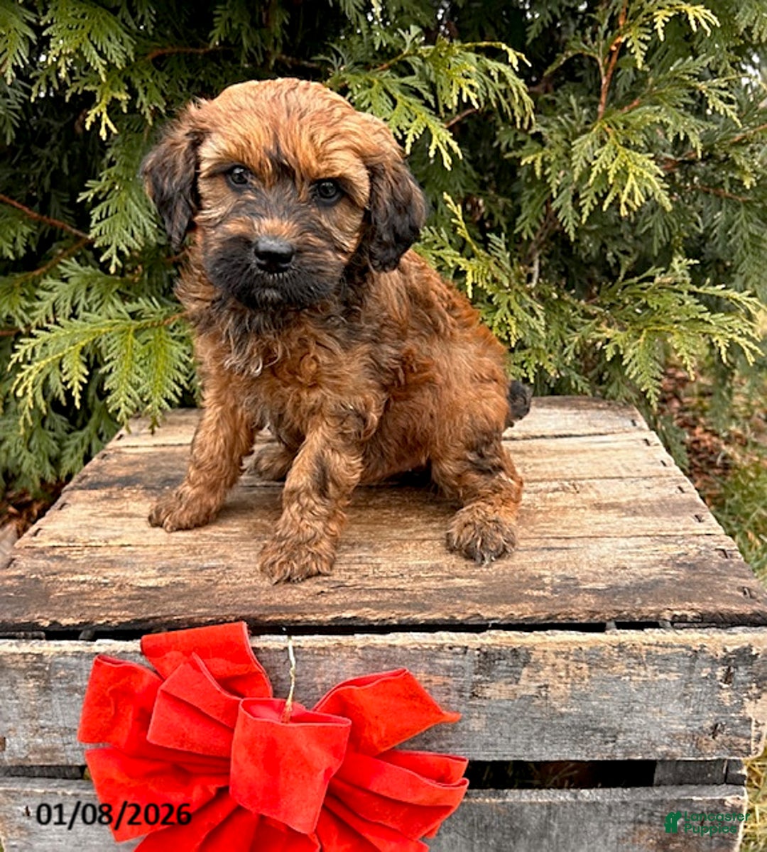 Whoodle dogs for sale: Emmy - Ad 1