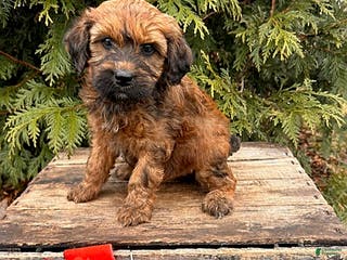 Whoodle dogs Emmy - Ad 2