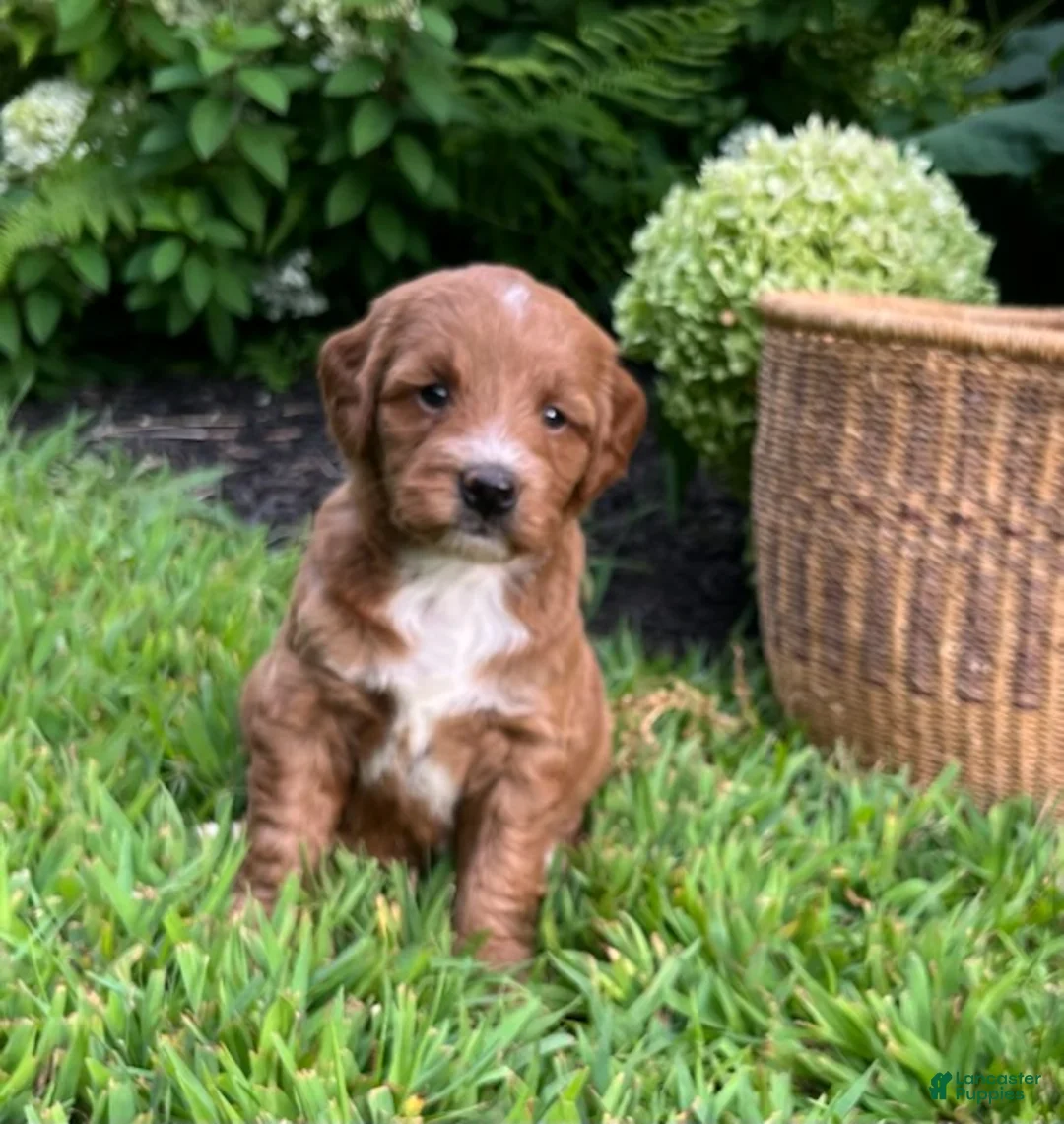 Mini Goldendoodle dogs for sale: Lucy - Ad 1