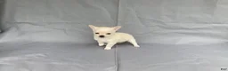 Chihuahua dogs for sale: Maisy - Ad 7