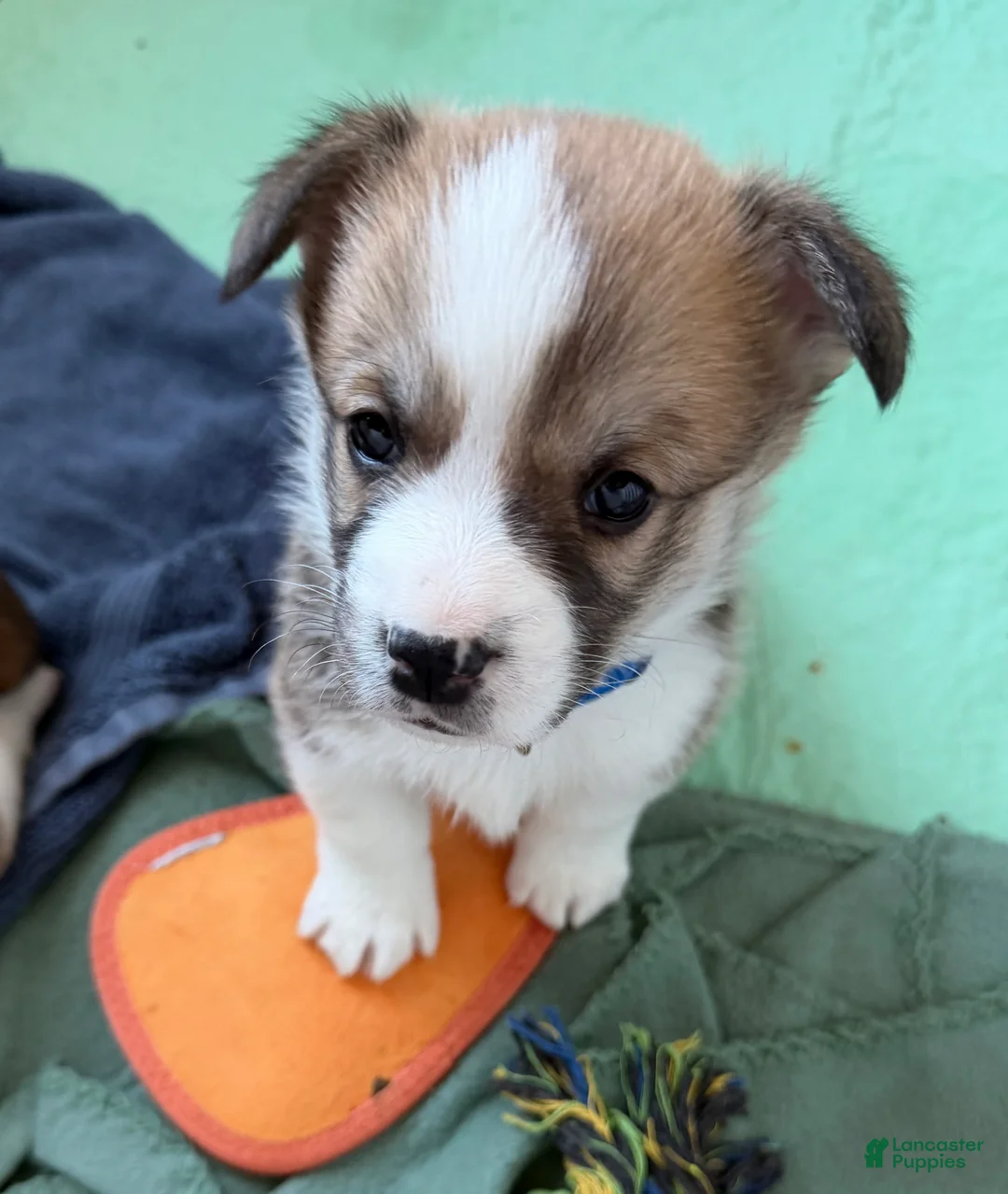 Welsh Corgi Pembroke dogs for sale: Corgi, blue - Ad 2