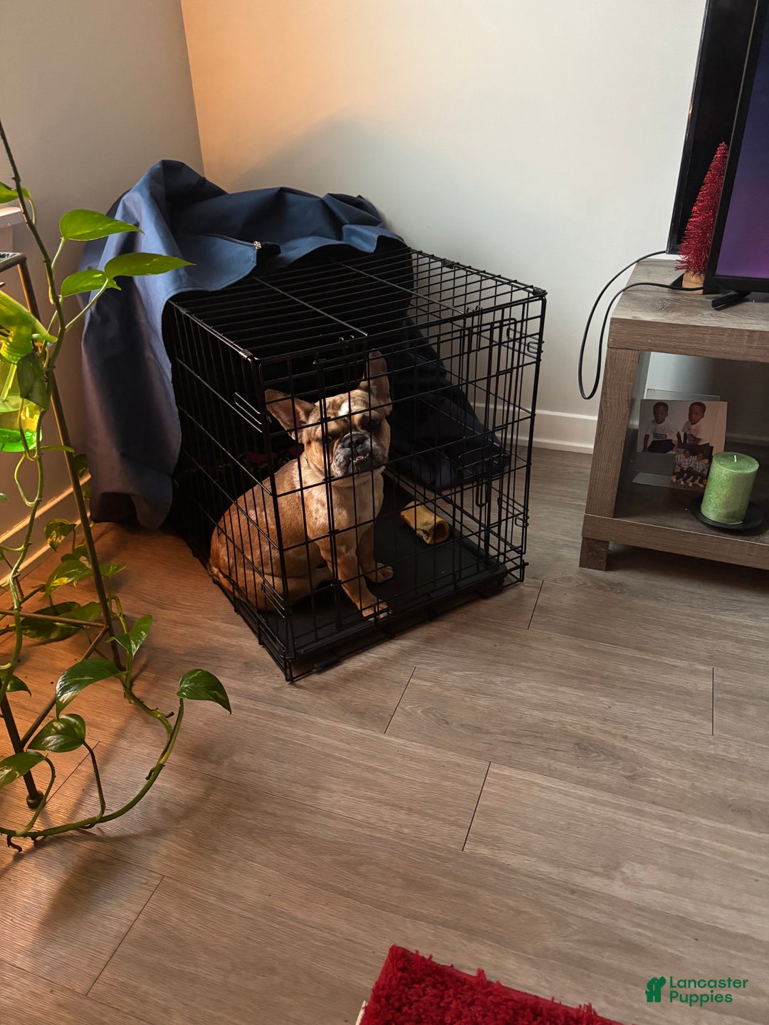 French Bulldog dogs for sale: Missy - Ad 1