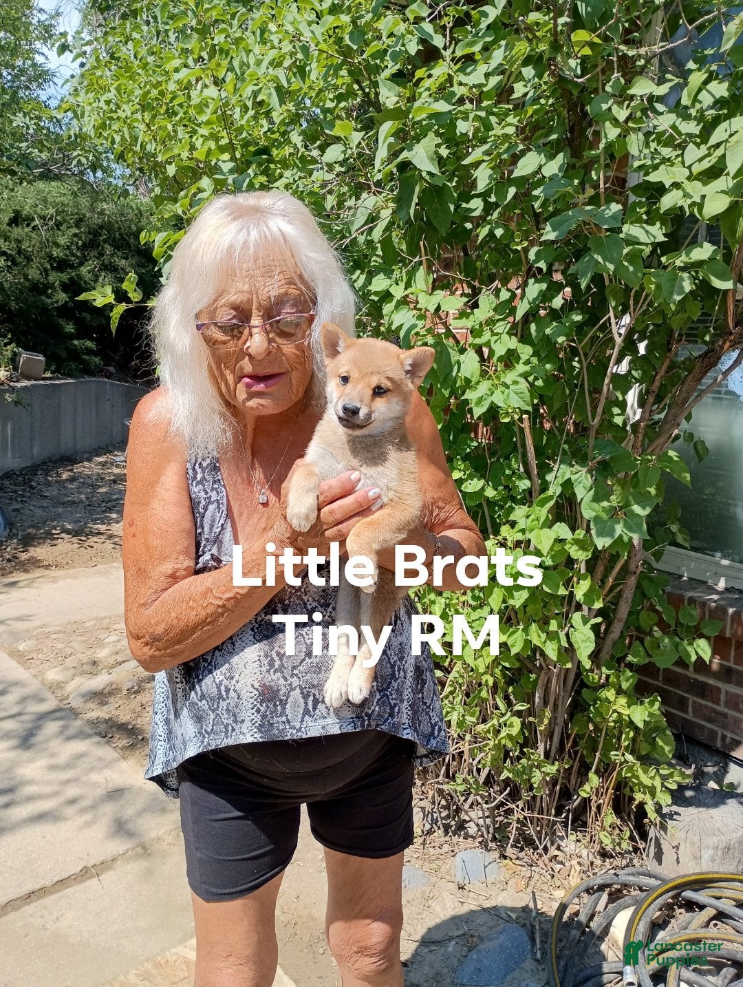 Shiba Inu dogs Tiny RM MAME - Ad 1