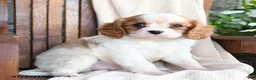 Cavapoo dogs for sale: Chips - Ad 1