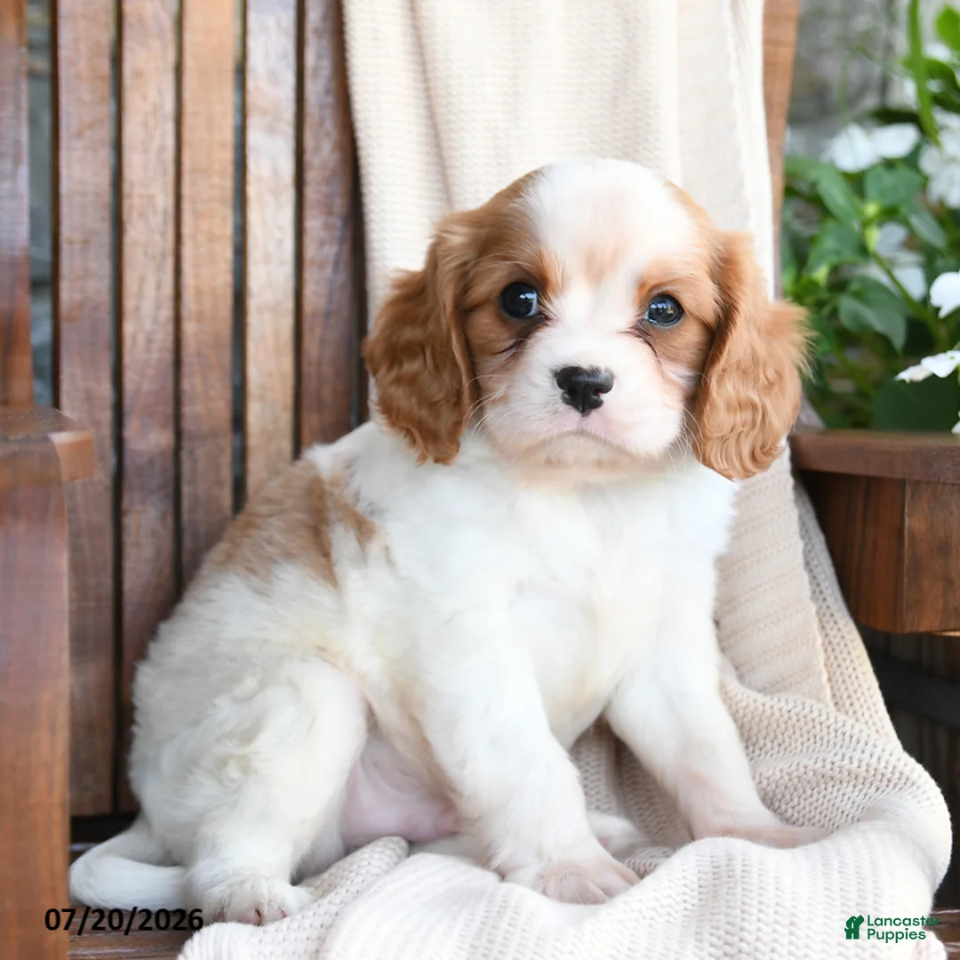 Cavapoo dogs for sale: Chips - Ad 1