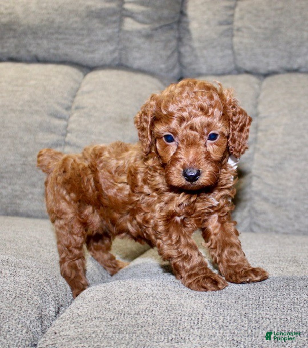 Miniature Poodle dogs for sale: Murphy - Ad 14