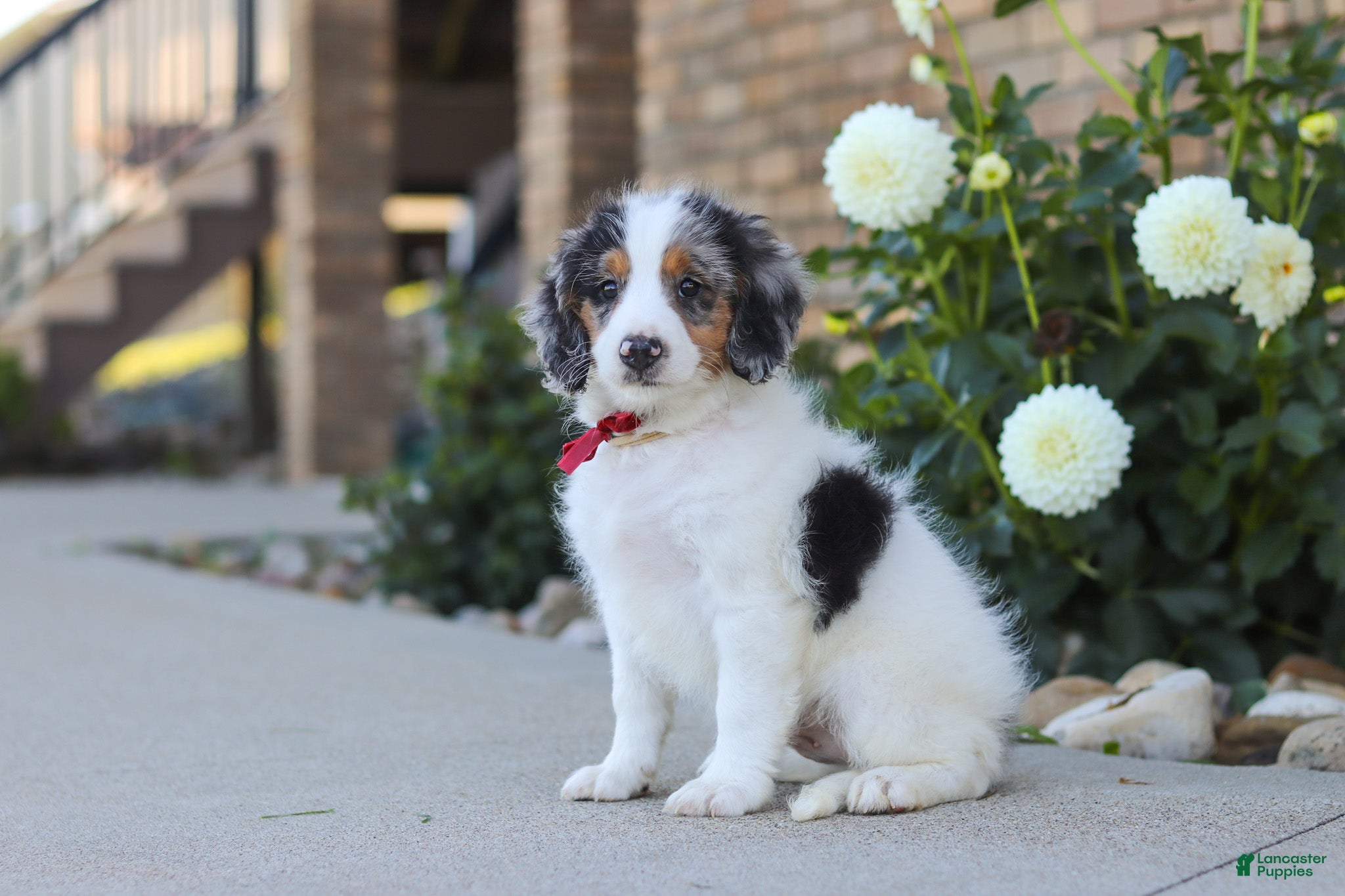 Mini Bernedoodle dogs Herbie - Ad 1