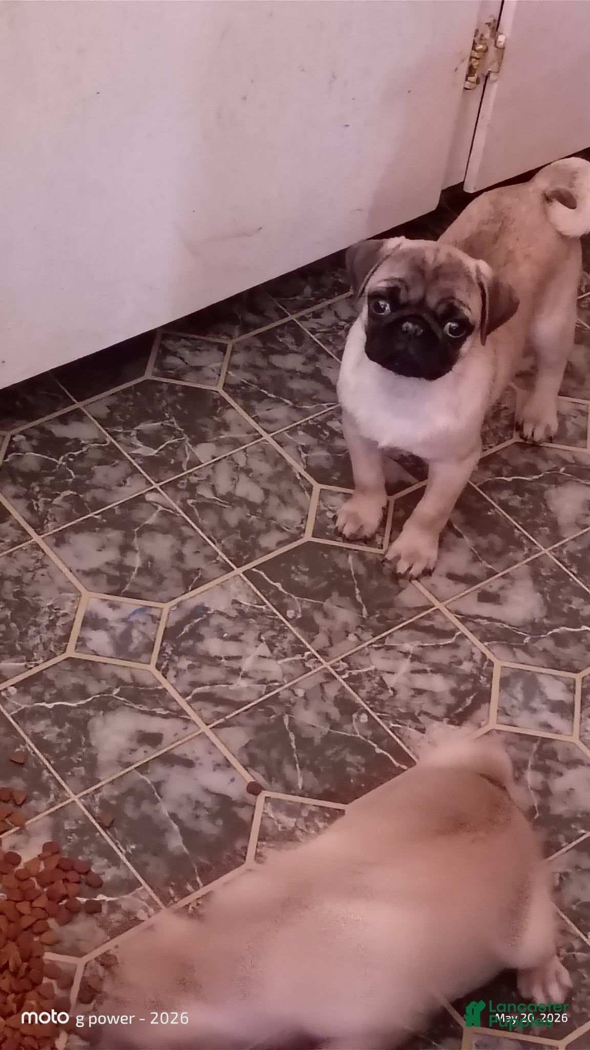 Pug dogs Pug Puppy 2 - Ad 17