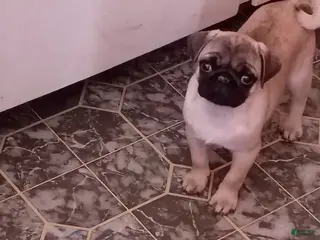Pug dogs Pug Puppy 2 - Ad 17