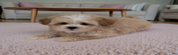 Shihpoo dogs for sale: Blossom - Ad 2