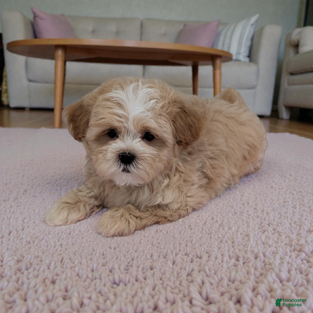 Shihpoo dogs for sale: Blossom - Ad 2