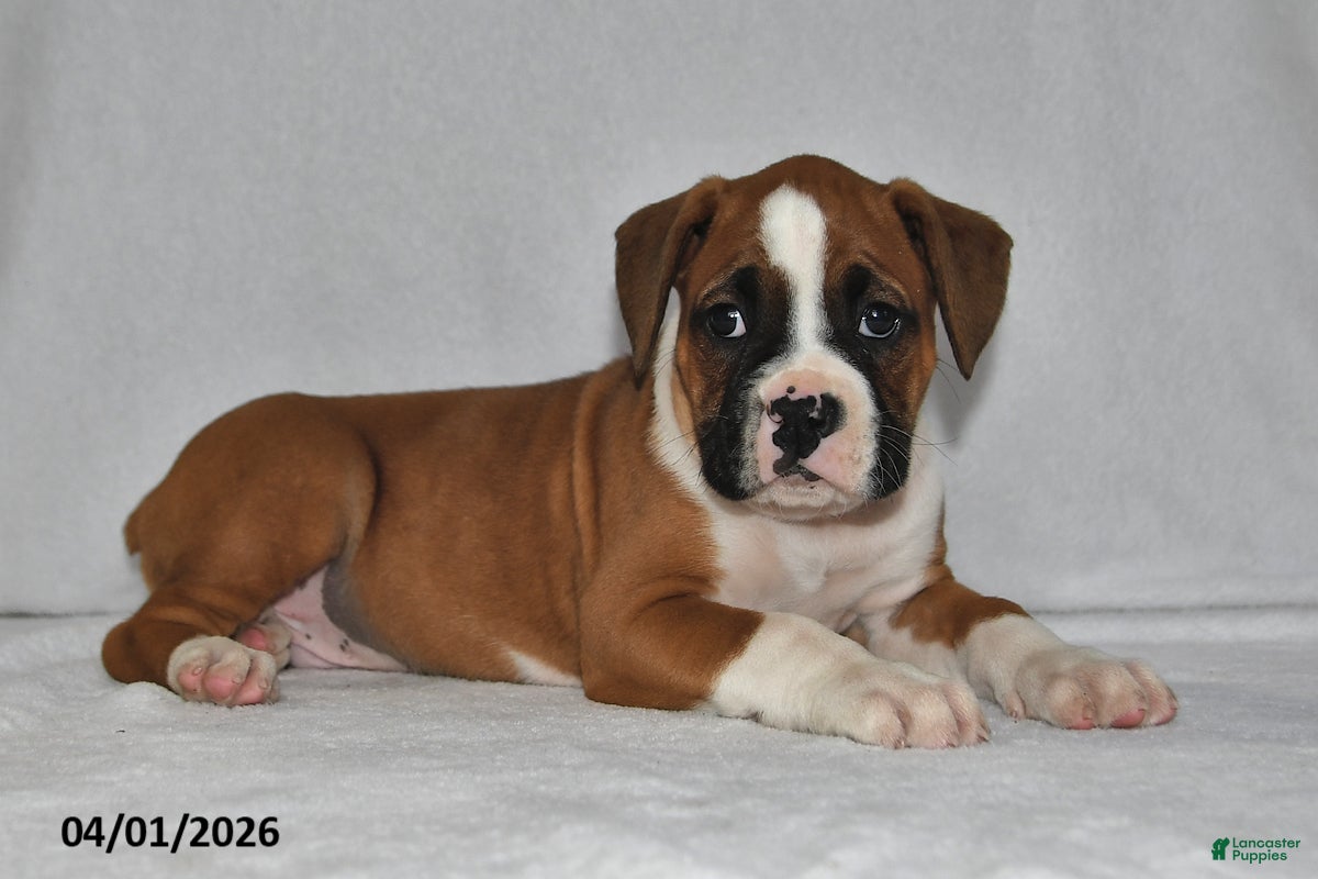 Boxer dogs Mason - Ad 2
