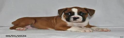 Boxer dogs for sale: Mason - Ad 2