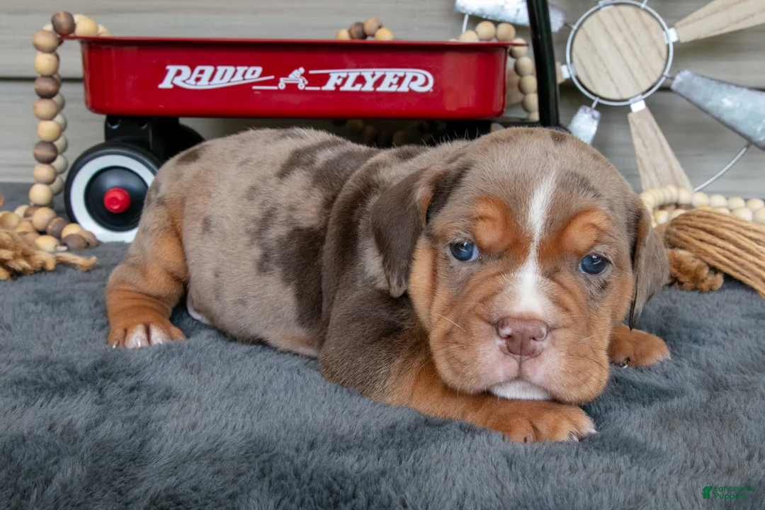 Beabull dogs for sale: Nacho - Ad 2