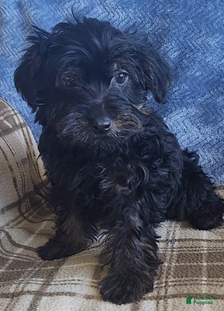 Yorkiepoo dogs Petey  - Ad 20