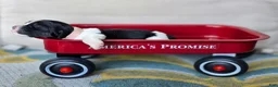 English Springer Spaniel dogs for sale: Coral - Ad 2