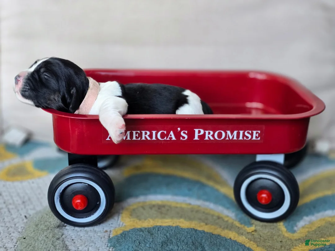 English Springer Spaniel dogs for sale: Coral - Ad 2