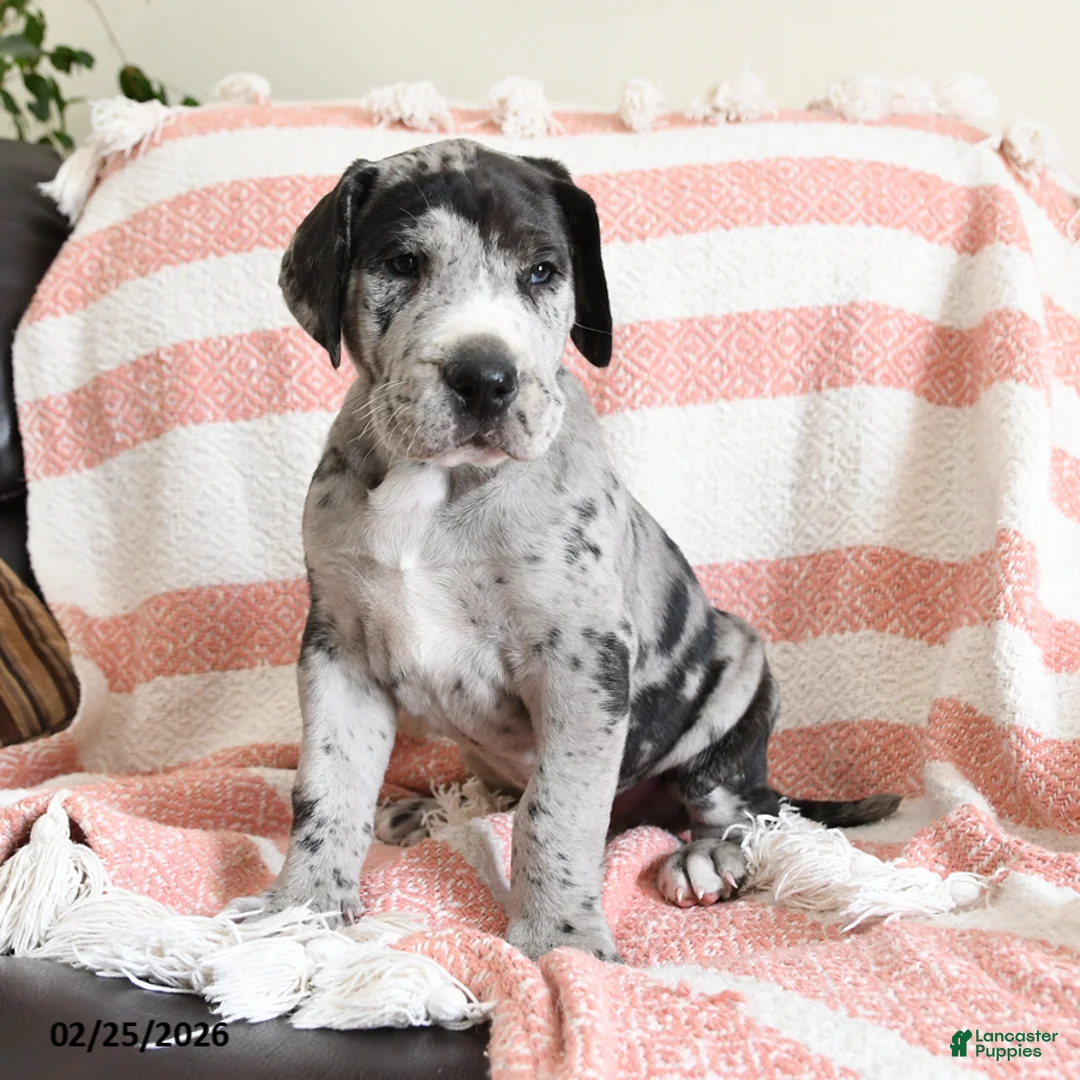 Great Dane dogs for sale: Apollo - Ad 1