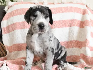 Great Dane dogs for sale: Apollo - Ad 2