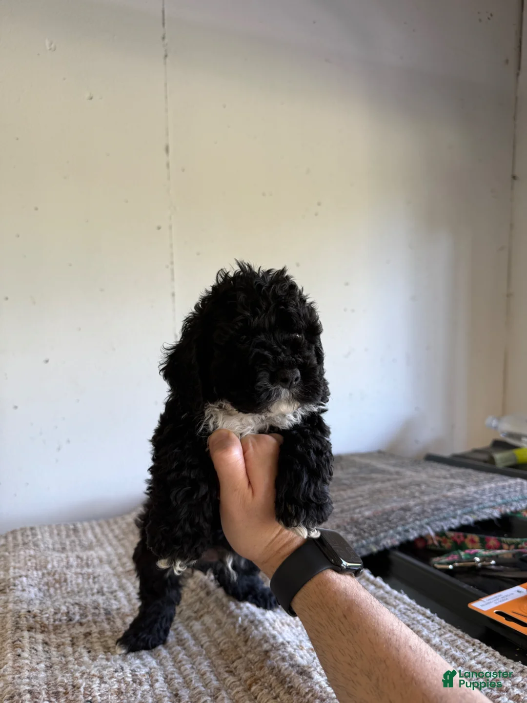 Cockapoo dogs for sale: Thomas  - Ad 3