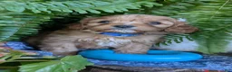 Cavapoo dogs for sale: LIBERTY - Ad 2