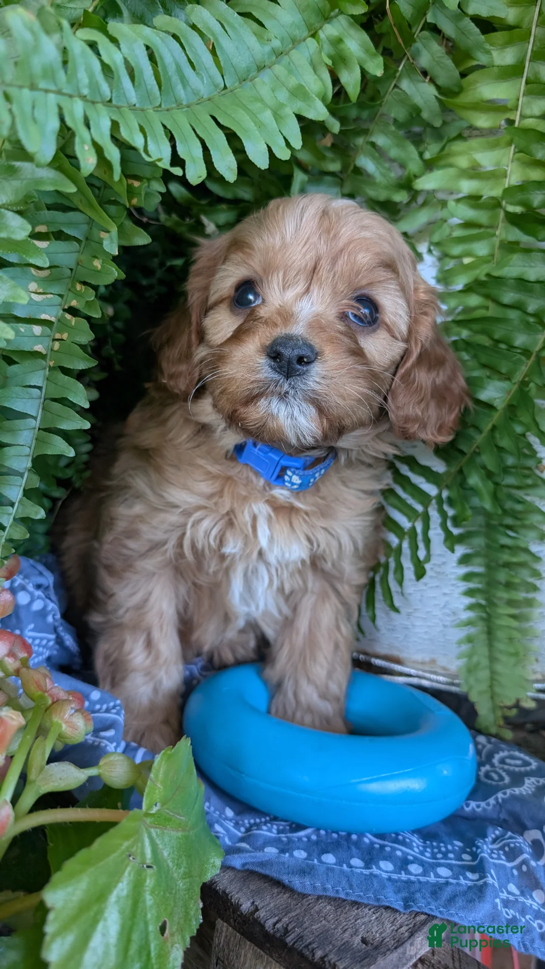 Cavapoo dogs for sale: LIBERTY - Ad 2
