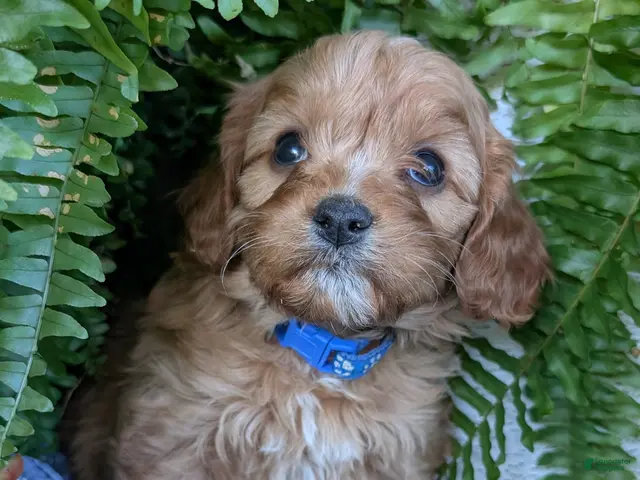 Cavapoo dogs for sale: LIBERTY - Ad 2