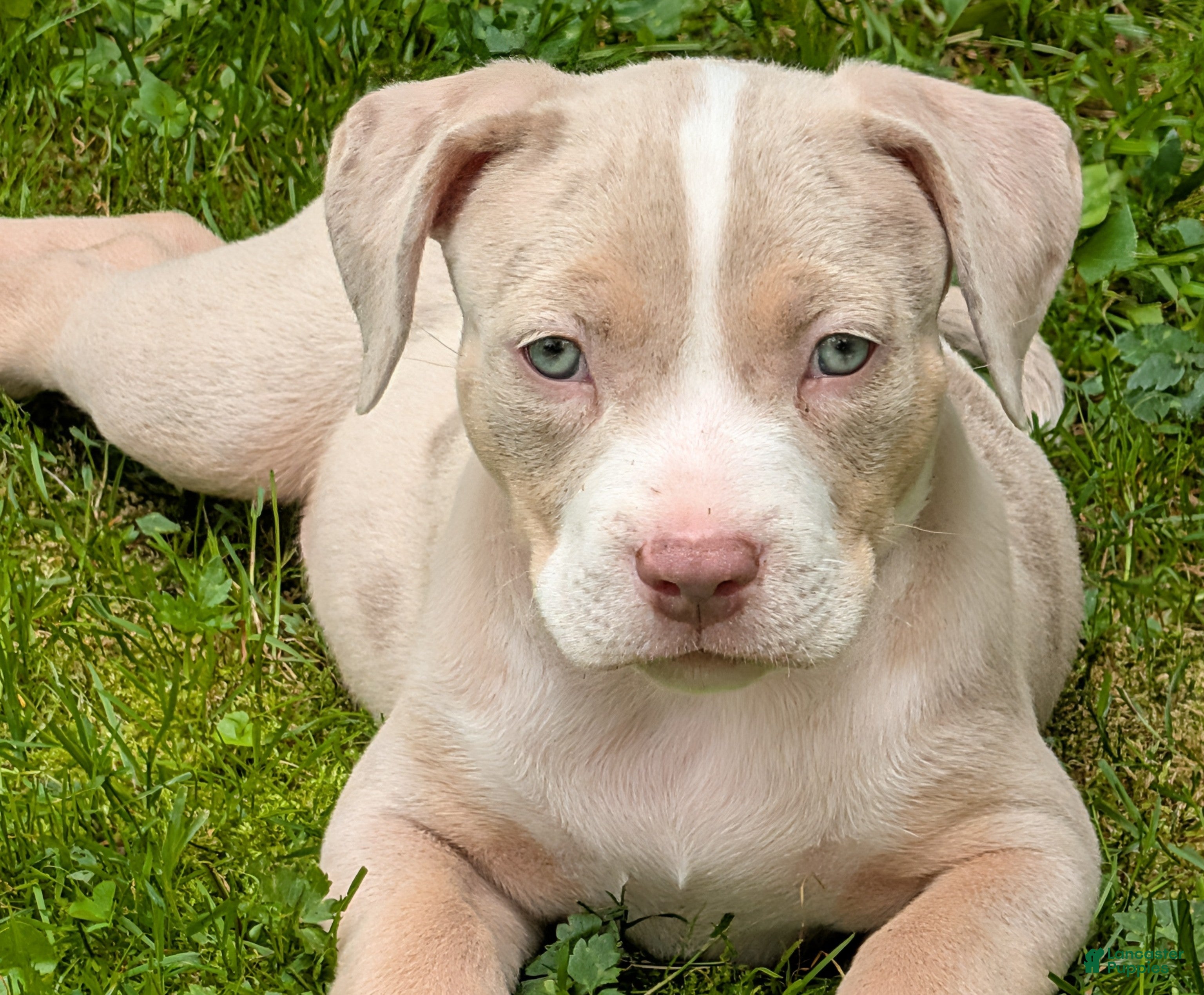 American Bully dogs American Bully 1  Willie - Ad 1