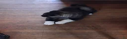 Akita dogs for sale: Yuki the Akita! - Ad 33