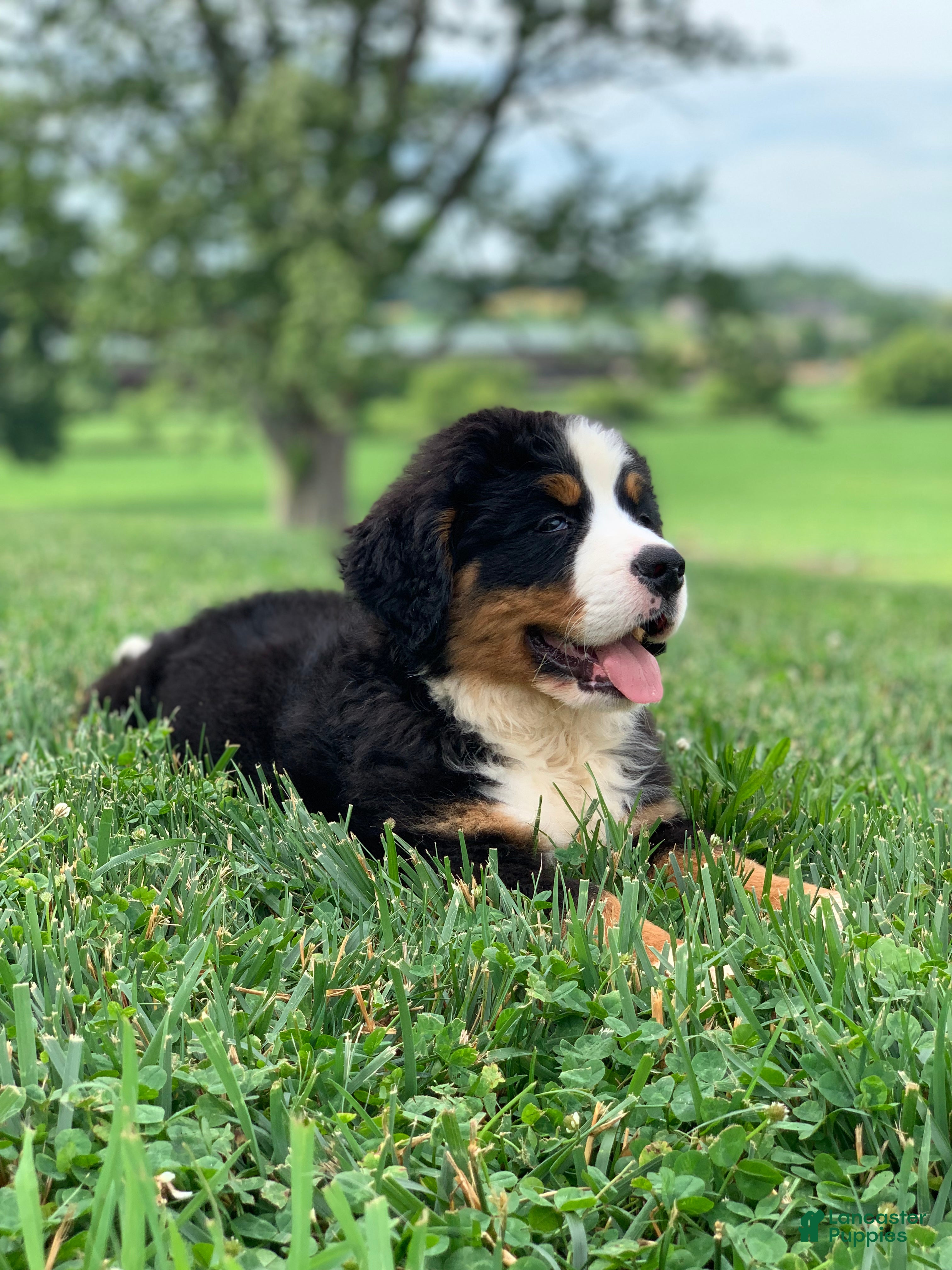 Bernese Mountain Dog dogs Willow  - Ad 2