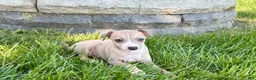 Italian Greyhound dogs for sale: Italian Greyhound female 1 fawn and white  - Ad 4