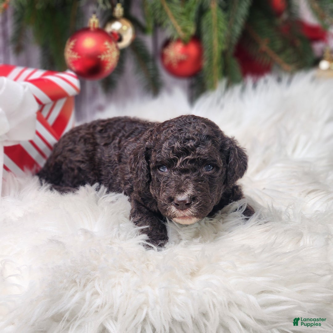 Labradoodle dogs for sale: Victoria - F1B - Ad 2
