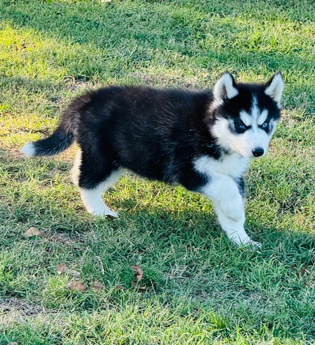 Siberian Husky dogs for sale: Siberian Husky Puppy 2 - Ad 7