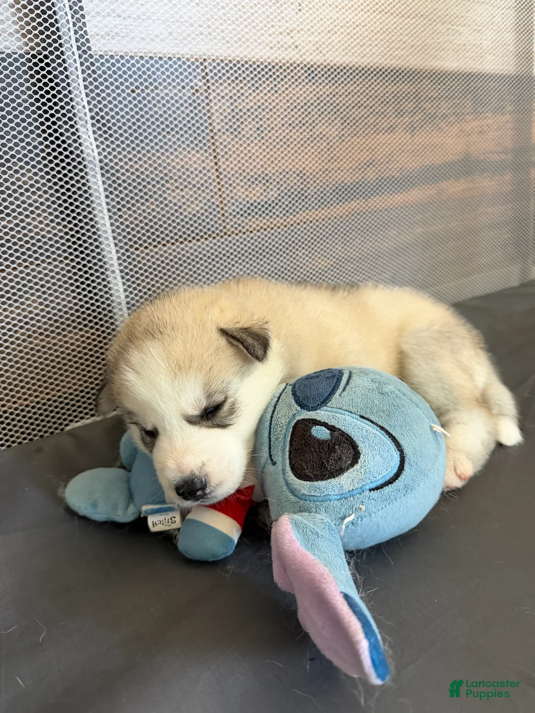 Siberian Husky dogs for sale: Siberian Husky Puppy 3 - Ad 2