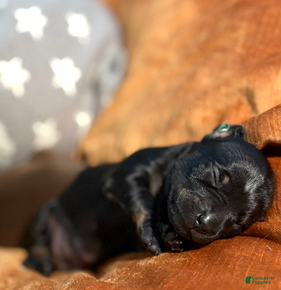 Mixed Breed dogs for sale: Pocket Pet 5 - Ad 2