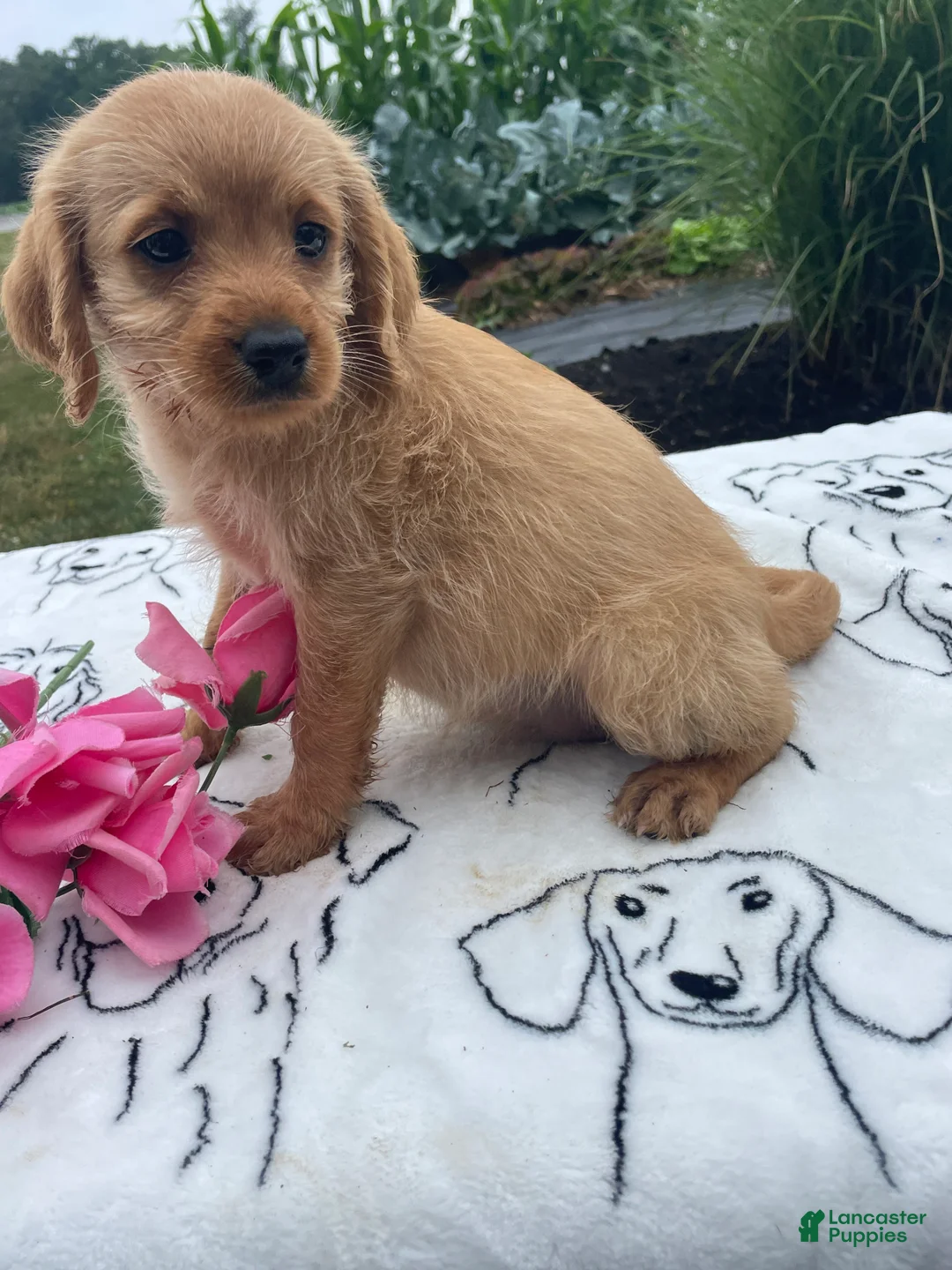 Labradoodle dogs for sale: Luna - Ad 2