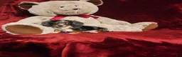 Miniature Dachshund dogs for sale: HUCKLEBERRY  - Ad 4