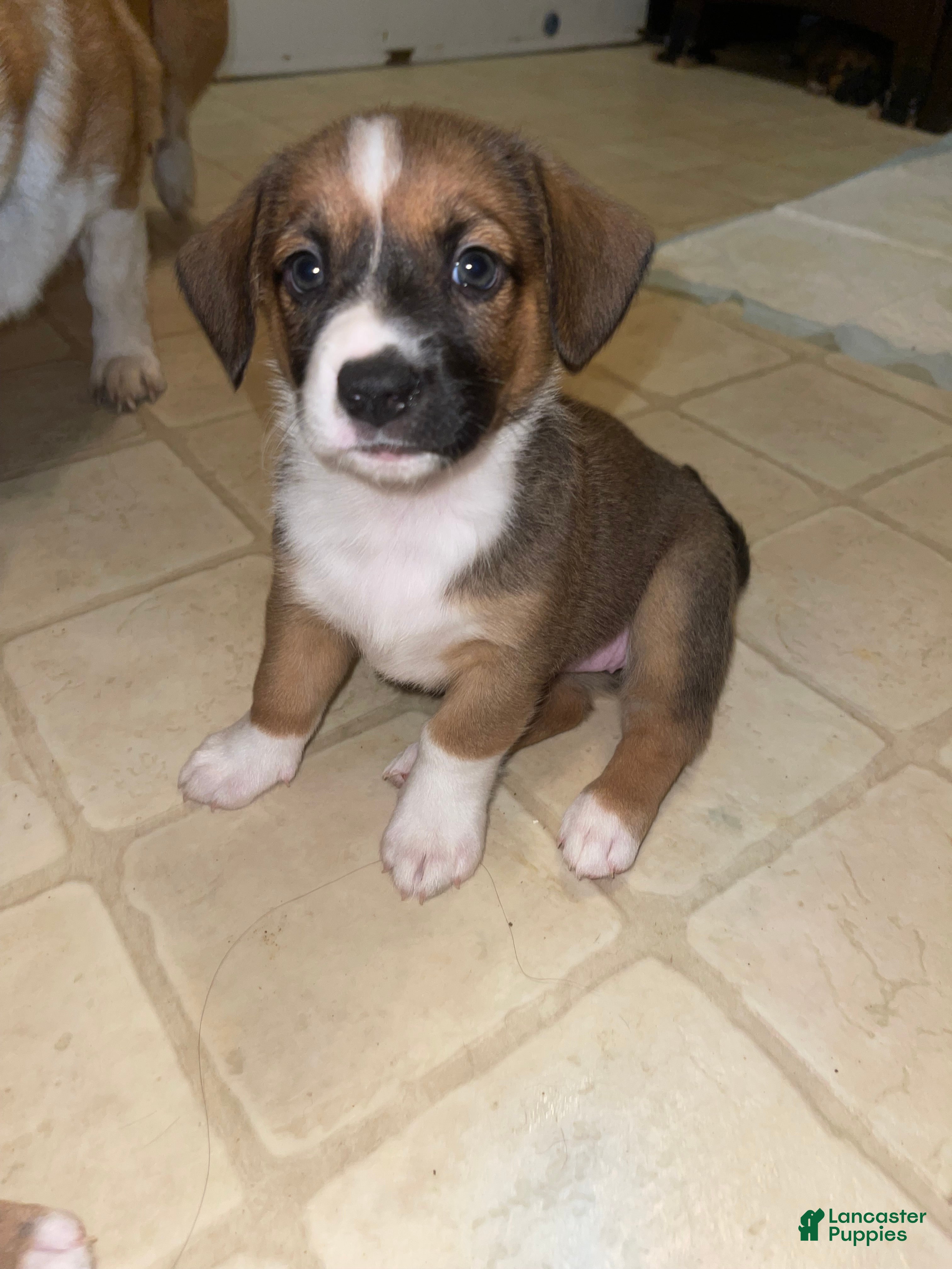 Mixed Breed dogs Frijoles - Ad 26