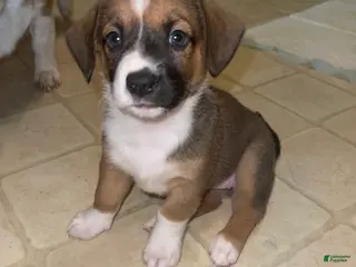 Mixed Breed dogs Frijoles - Ad 16