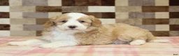Mini Bernedoodle dogs for sale: Honey - Ad 2