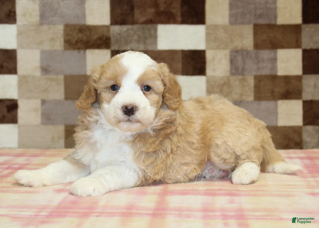 Mini Bernedoodle dogs for sale: Honey - Ad 2