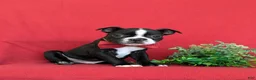 Boston Terrier dogs for sale: Prescot - Ad 3