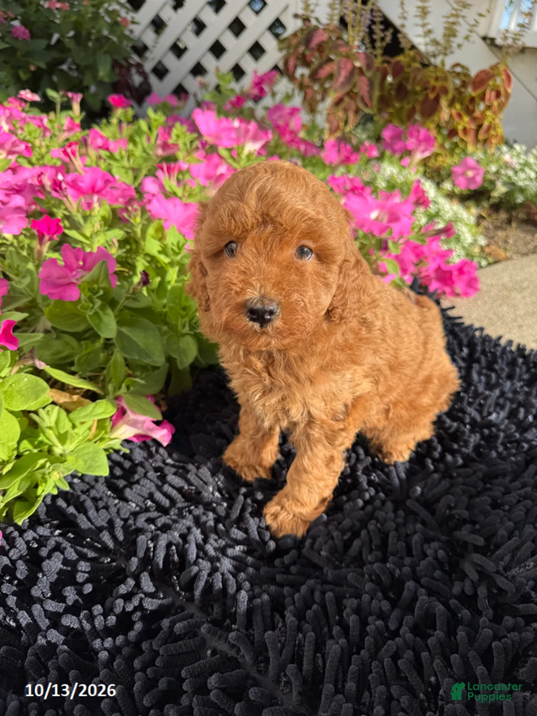 Toy Poodle dogs for sale: Rusty - Ad 5
