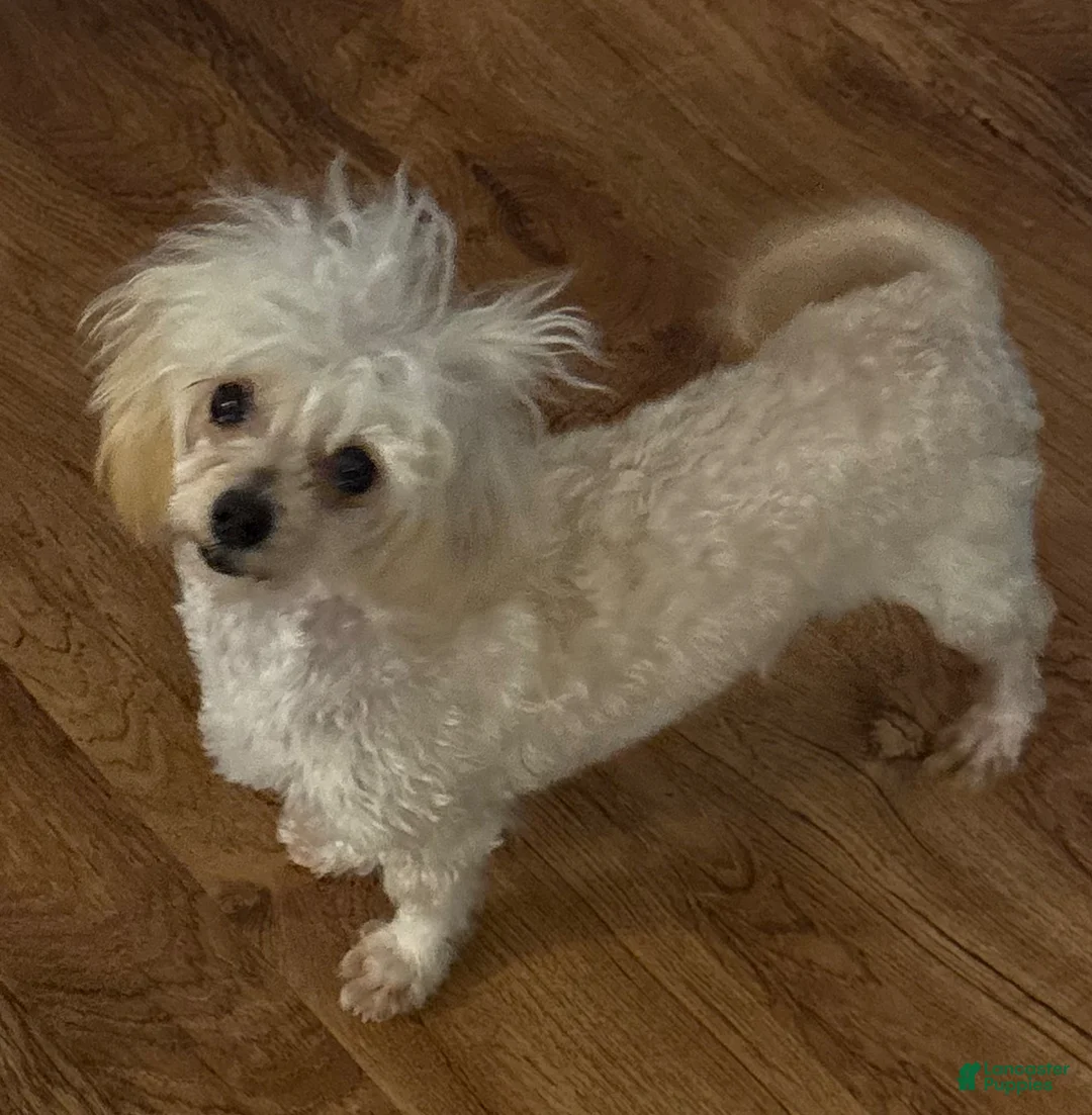 Maltipoo dogs for sale: Maltipoo Puppy 2 - Ad 3