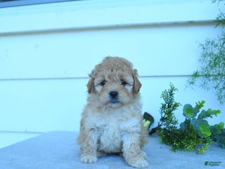 Shihpoo dogs - Ad 25