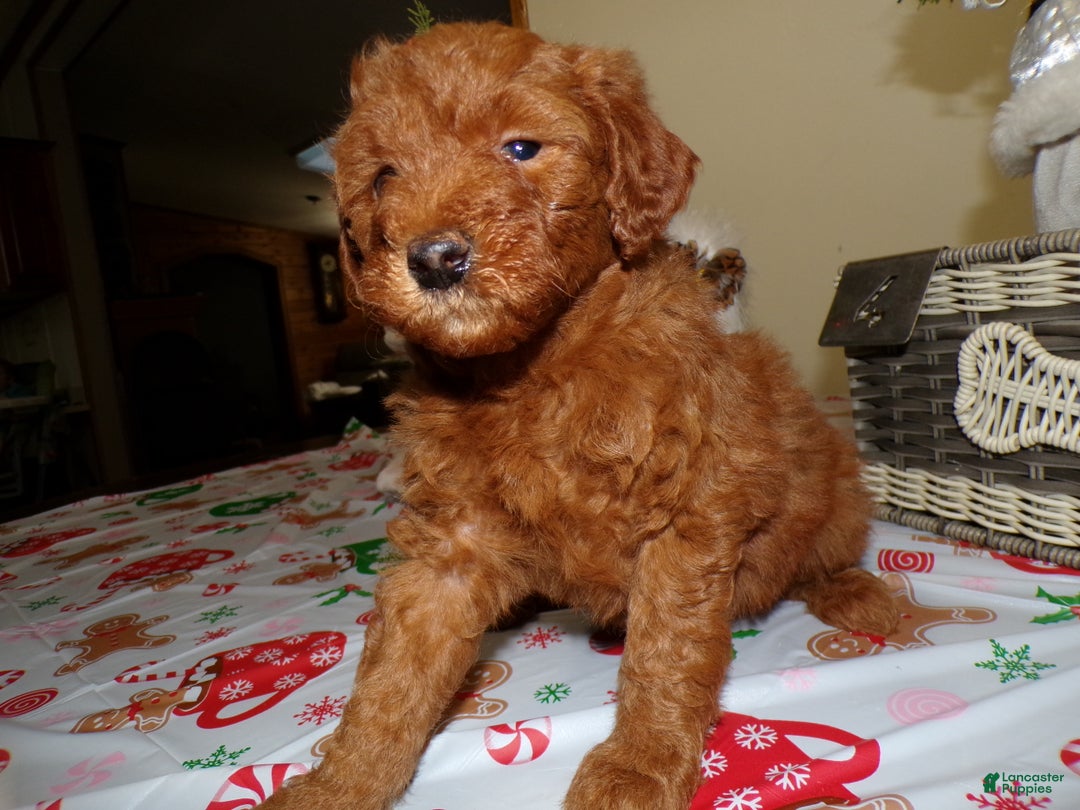 Miniature Poodle dogs for sale: Miniature Poodle Puppy 4 Joy - Ad 2
