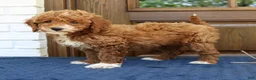 Mini Goldendoodle dogs for sale: Sophie - Ad 3