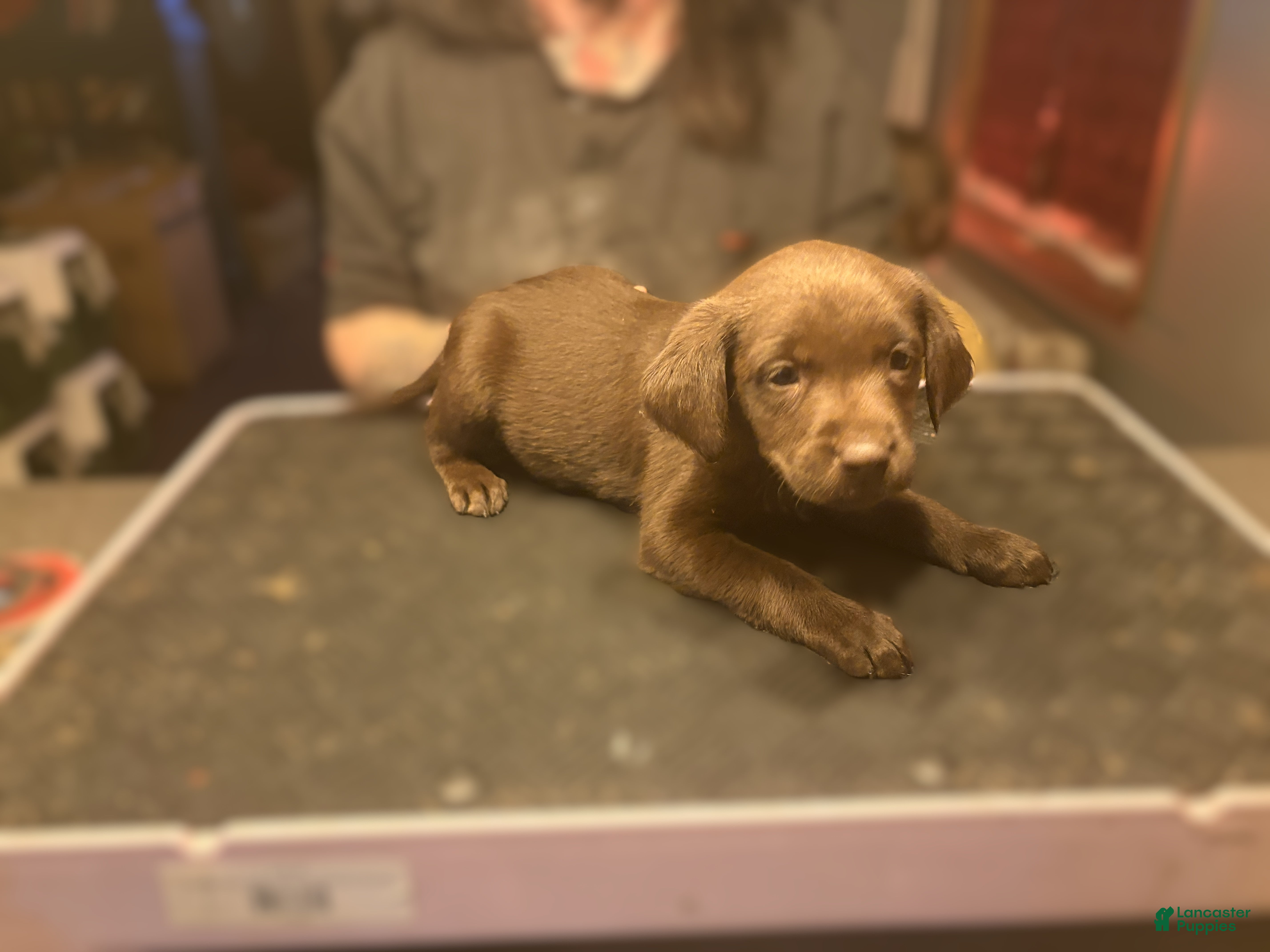 Labrador Retriever dogs for sale: Maple- Chocolate - Ad 3