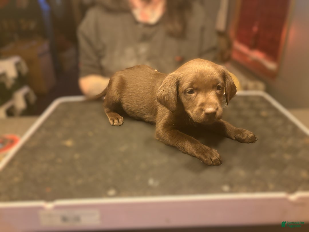 Labrador Retriever dogs for sale: Maple- Chocolate - Ad 1