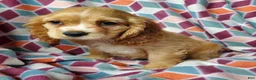 Cocker Spaniel dogs for sale: Cooper - Ad 2